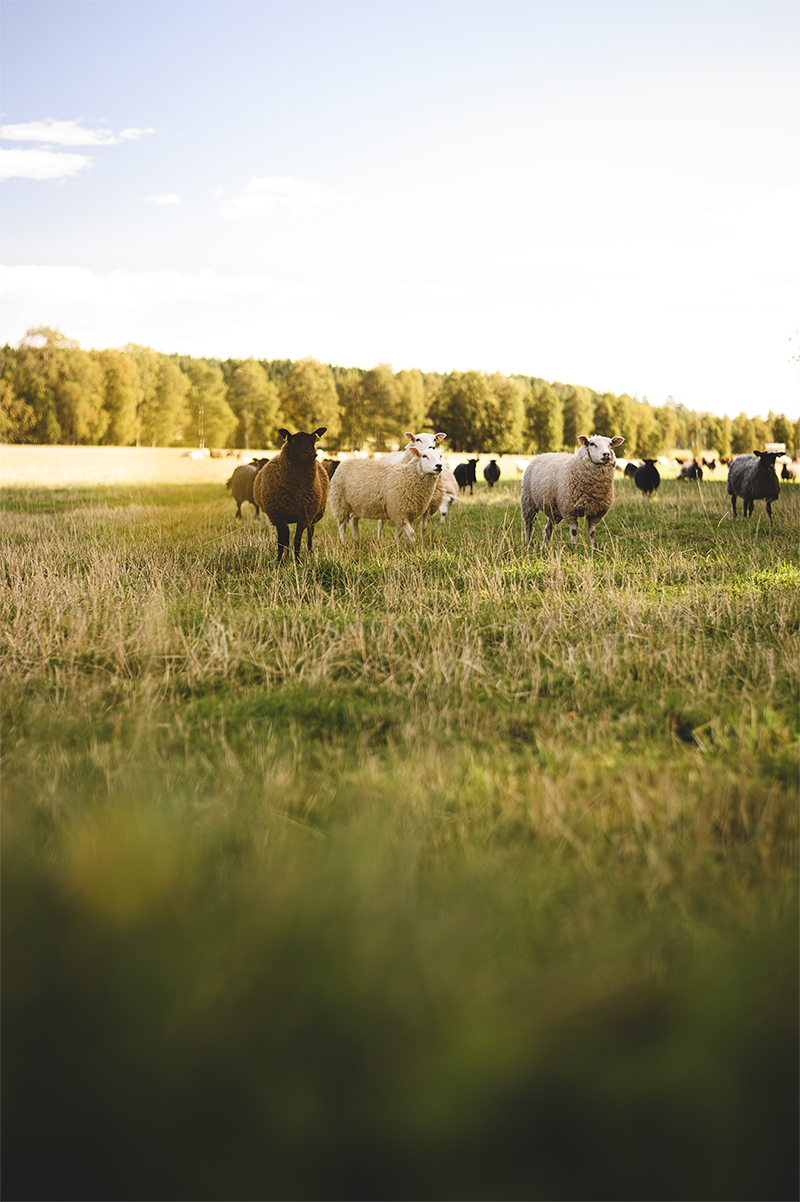 Bergsåkersgården säljer lokalproducerat kött från får som går ute hela sommaren.